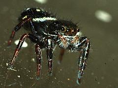 Jumping Spider